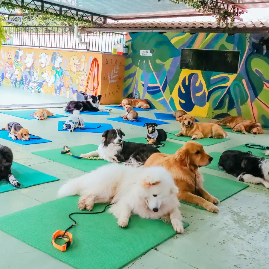 Mais de vinte cães de vários portes deitados com calma, cada um no seu tapete, no espaço da Matilha Equilibrada