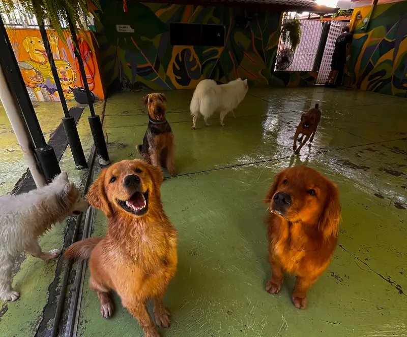 Cães brincando soltos no pátio de uma creche