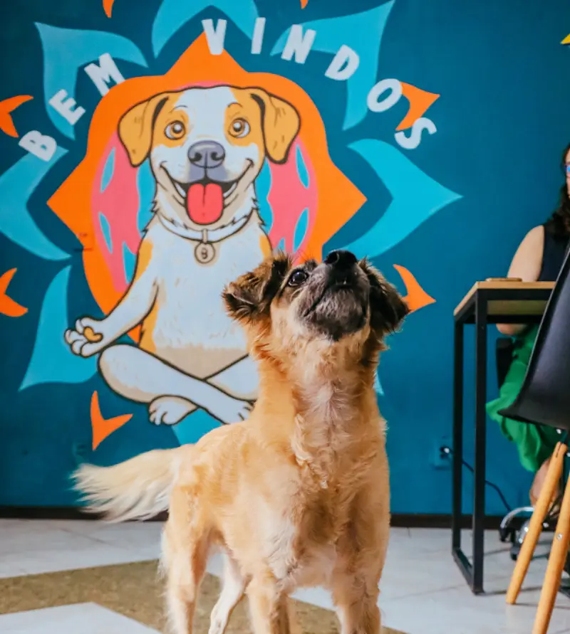 Cão olhando para cima, atento, em frente a um mural colorido