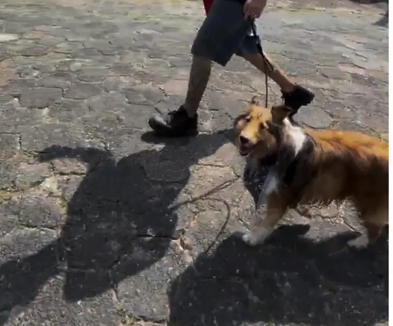 Cão caminhando na guia ao lado do condutor