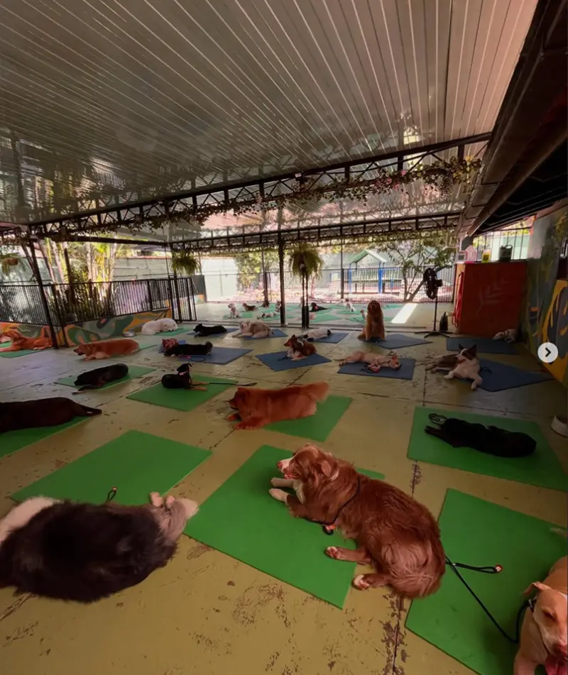 Cães relaxando deitados em tapetes, em silêncio
